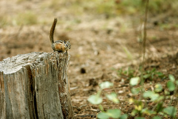 Friendly Chipmunk