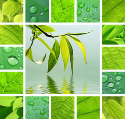Green collage © Dinadesign