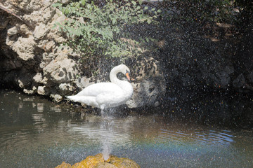 Cigno reale