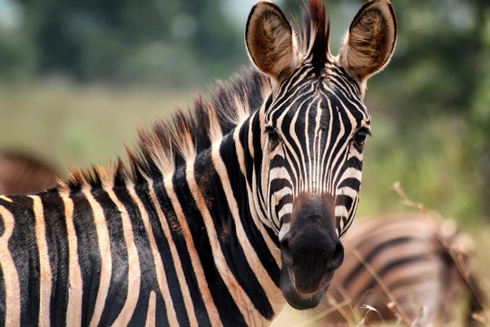 Fototapeta Zebra in Akagera National Park in Rwanda