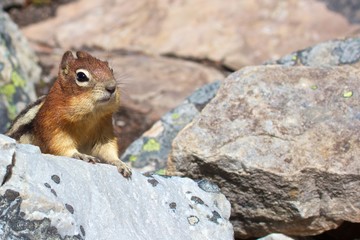 Naklejka na ściany i meble Cute chipmunk curiously looking out for food