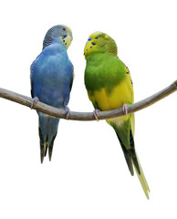 Budgerigar Parrots