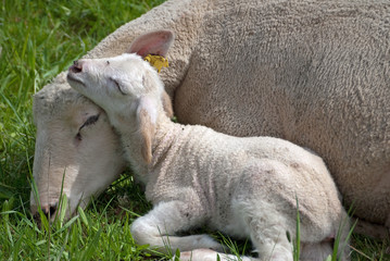 Mutterschaf und Lamm