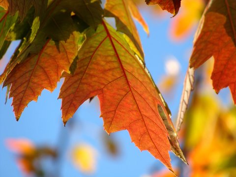 Autumn leaves with sky background