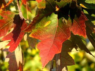 Autumn color changing leaves