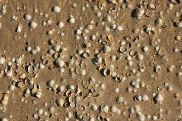 Seashells in the sand