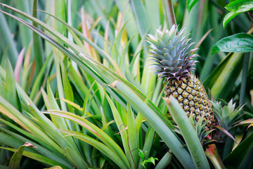 Pineapple growing