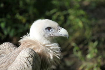 Vautour himalayen.