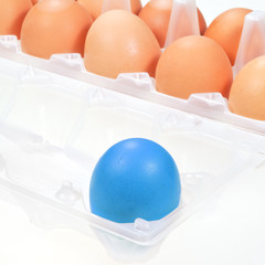 one separate blue chicken egg