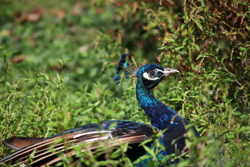 Le paon en &eacute;veil.