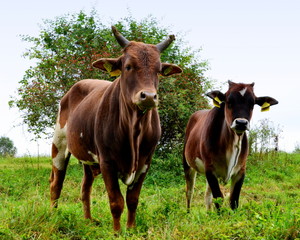Zebu-Rinder