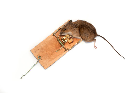 souris tapette