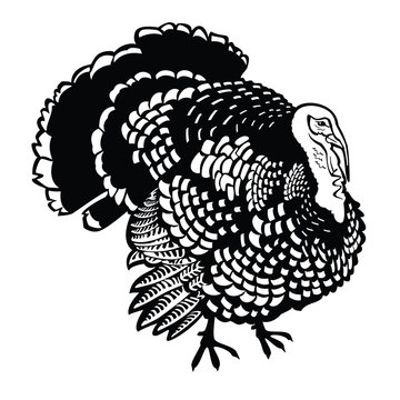standing turkey black and white