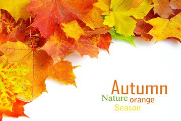 autumn maple leafs