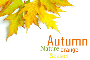 autumn leafs