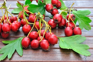 Bacche rosse di biancospino