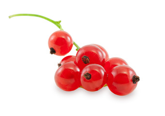 Sprig of red currant.