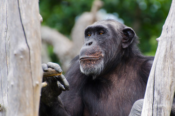 Chimpanzee smiling