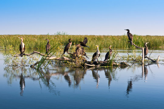 Great Black cormorants in Danube Delta