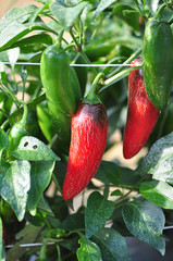 Hot Pepper Farm