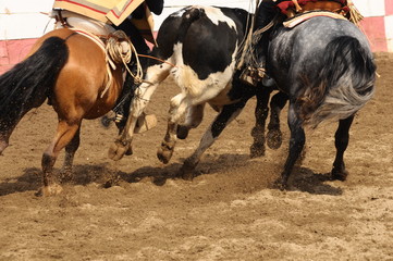 rodeo - rodeo de criaderos durante la fiestas patrias de chile