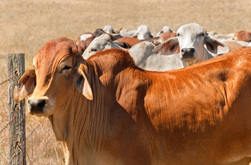 Australian beef herd brown brahman cattle live animals - obrazy, fototapety, plakaty