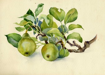 Pears - 45045651