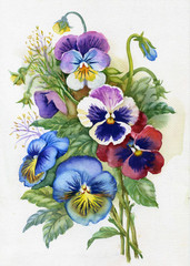 Fototapeta na wymiar Viola tricolor