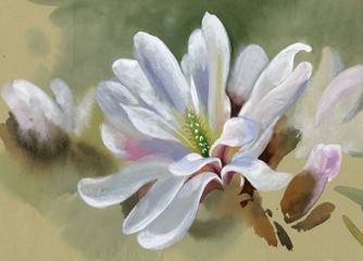 Magnolia - 45045660