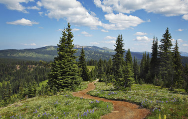 Obraz premium wanderweg im gebirge