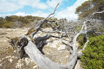 Baumstamm bei Es Talaier - Menorca - Spanien