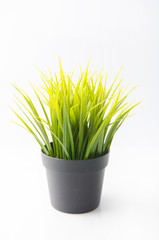grass plant