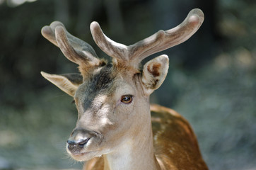 young deer headshot