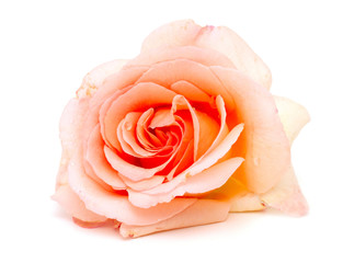 single pink rose