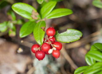 cowberry bush