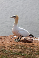 Basstölpel am Vogelfelsen auf Helgoland