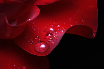 Fototapeta premium dew drops