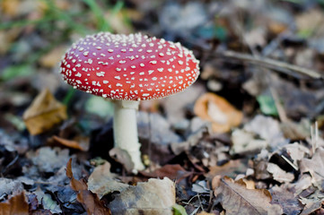 Champignon dangereux