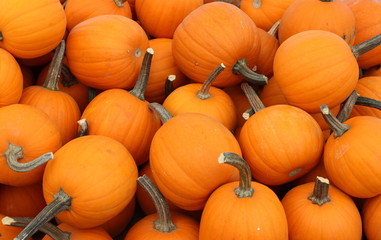 Little baby pumpkins