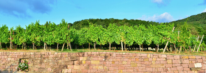 Panoramic view of the vineyard