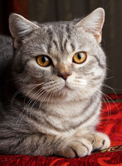 gray cat