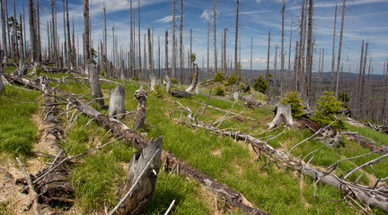 Totholz - Borkenk&auml;fer als Landschaftsgestalter