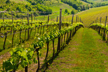 Green Hills