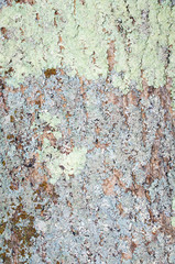 tree bark texture with moss