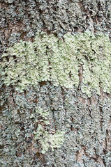 tree bark texture with moss