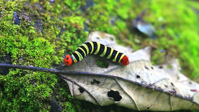 caterpillar crawling on dry leaf