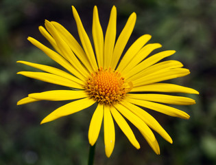 beautiful yellow flower