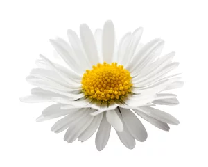 Zelfklevend Fotobehang beautiful flower daisy on white background © serkucher