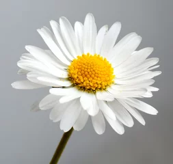 Gordijnen beautiful flower daisy © serkucher