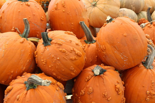 Bright and colorful knucklehead pumpkins